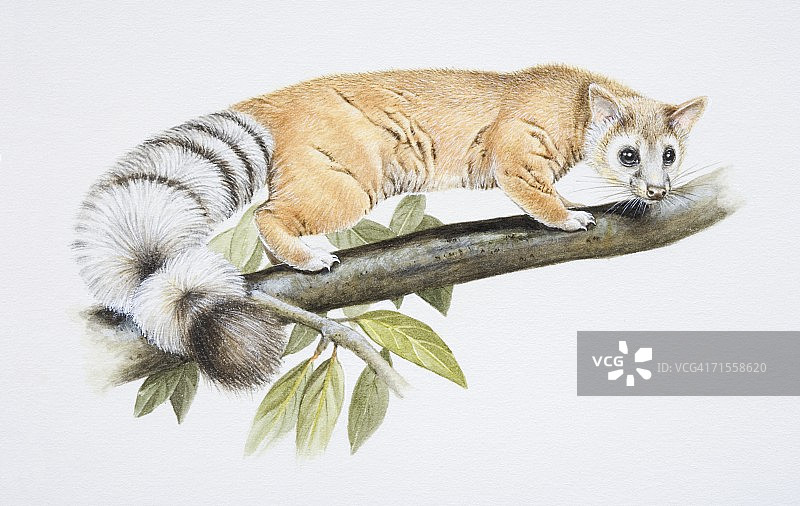 长尾浣熊栖息在树枝上侧面图片素材
