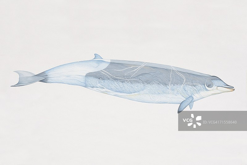 喙鲸雄性侧视图图片素材