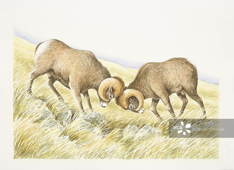 加拿大盘羊：两只大角公羊的正面战斗图片素材