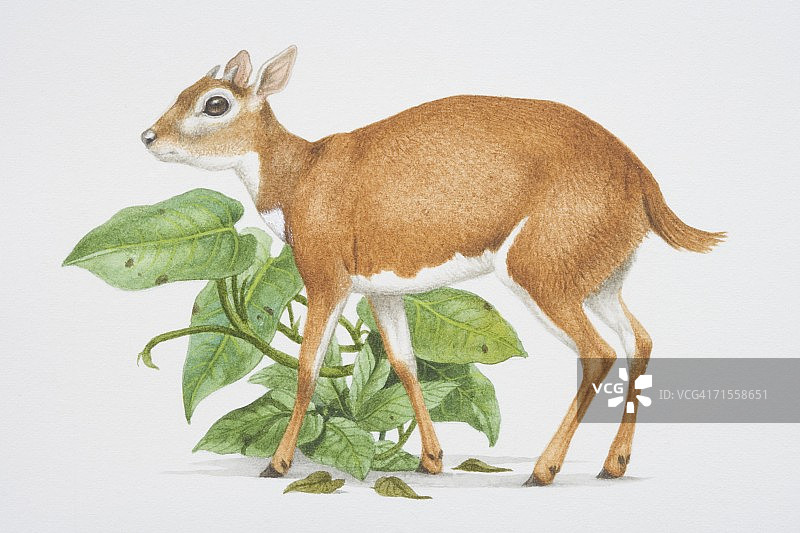 侏羚，绿色植物旁的皇家羚羊，侧视图图片素材