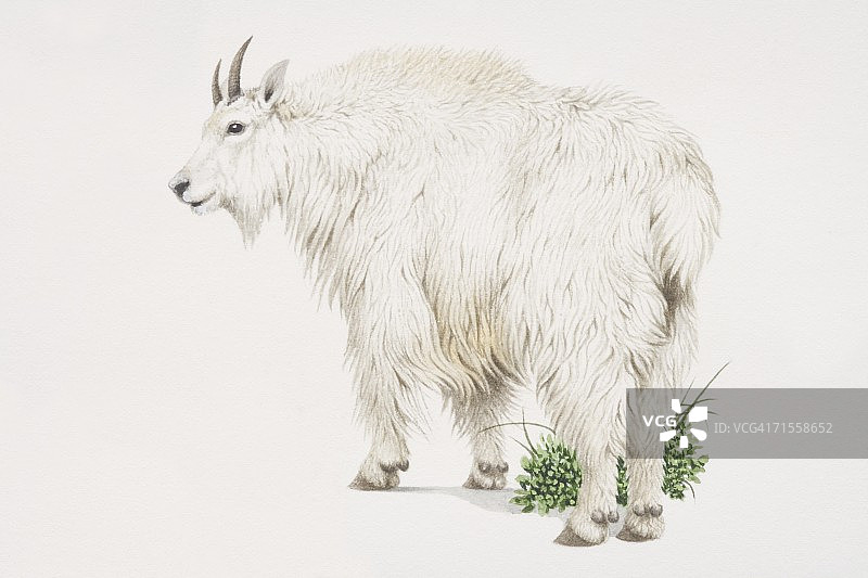 美洲落基山羊图片素材