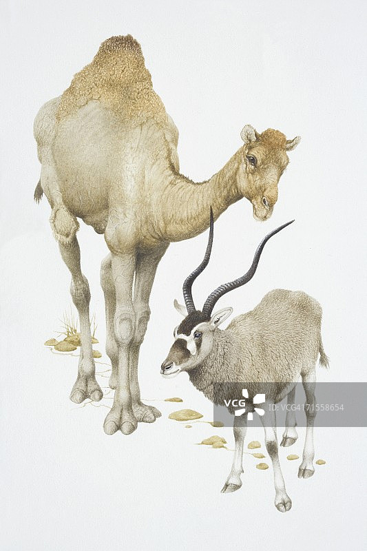 单峰骆驼和 Addax 羚羊正面照图片素材
