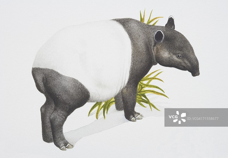 马来貘侧视图图片素材