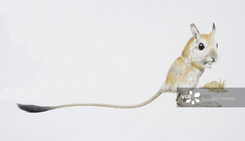 小跳鼠侧面图图片素材