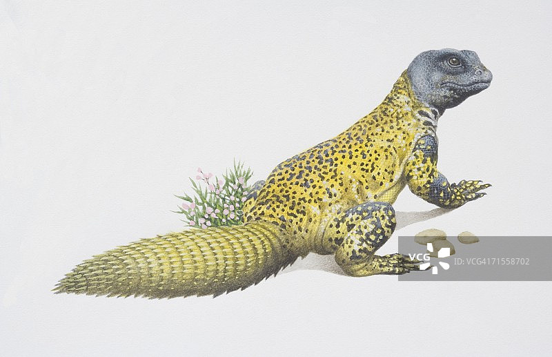 侧视棘尾蜥。图片素材