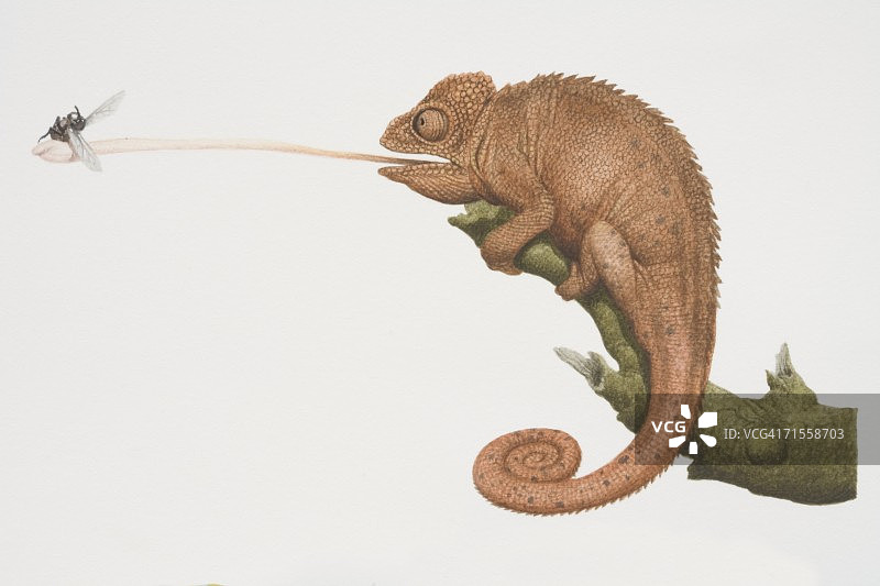 奥氏变色龙树枝上捕食苍蝇图片素材