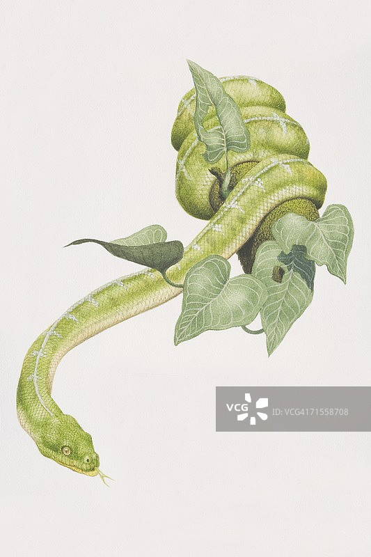 绿树蟒盘绕在树枝上图片素材