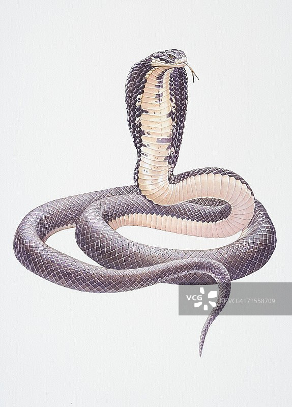 印度眼镜蛇图片素材