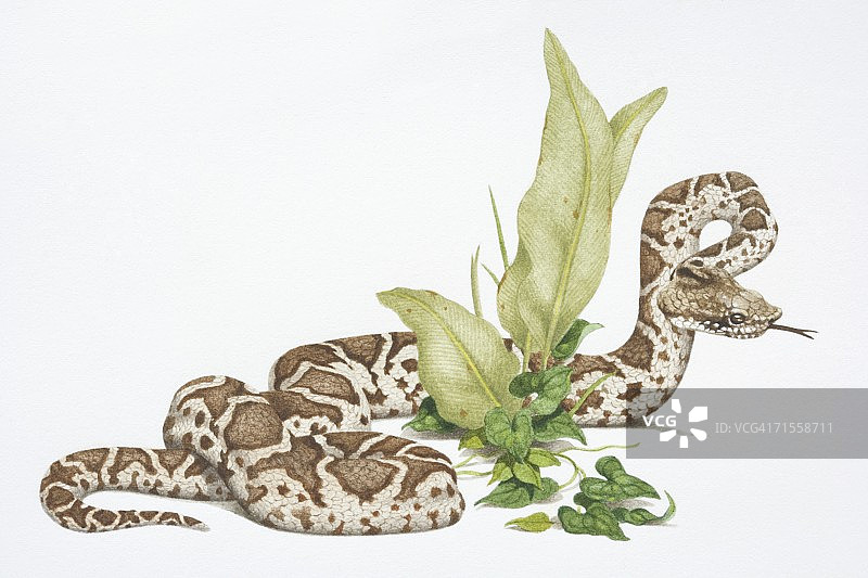 矛头蝮蛇在绿色植物周围滑行图片素材