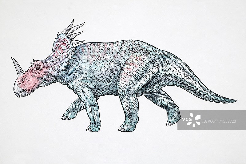 刺甲龙，角龙类恐龙，侧视图图片素材