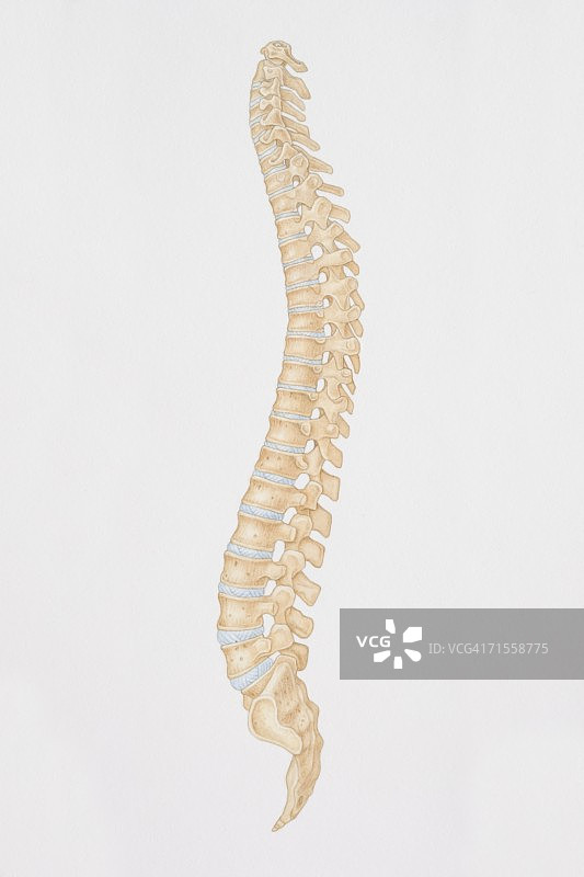 人体脊柱侧视图图解图片素材