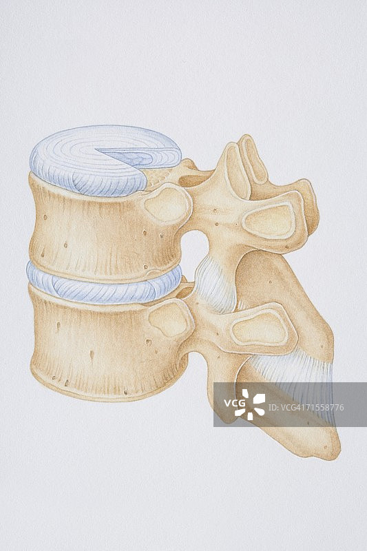 人类胸椎结构图，含椎间盘、椎骨突和韧带图片素材