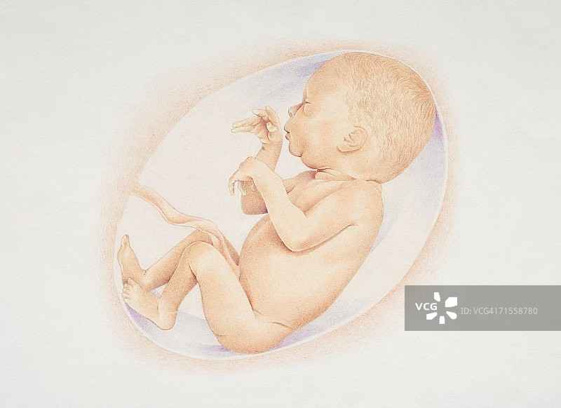 羊膜囊中的胎儿侧视图图片素材