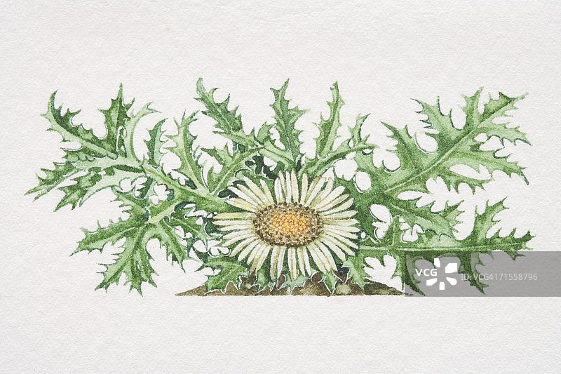 无茎卡线蓟图片素材