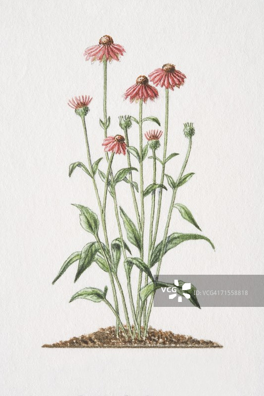 开花的药用植物狭叶松果菊图片素材