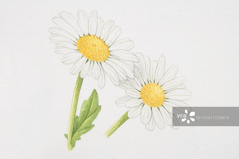 小白菊，玛格丽特或牛眼雏菊图片素材
