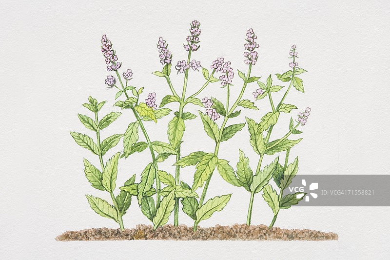 开花的留兰香薄荷图片素材