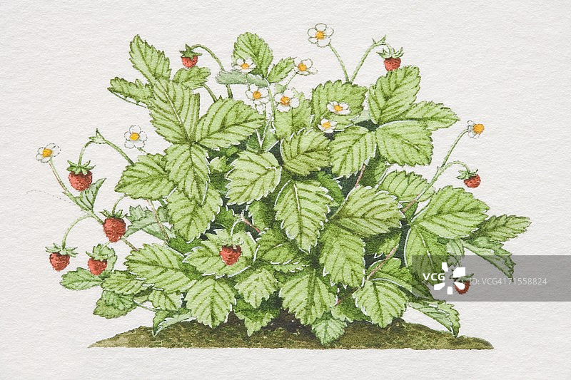 野生草莓植株图片素材