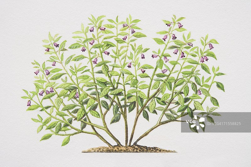 颠茄，致命的茄科植物图片素材