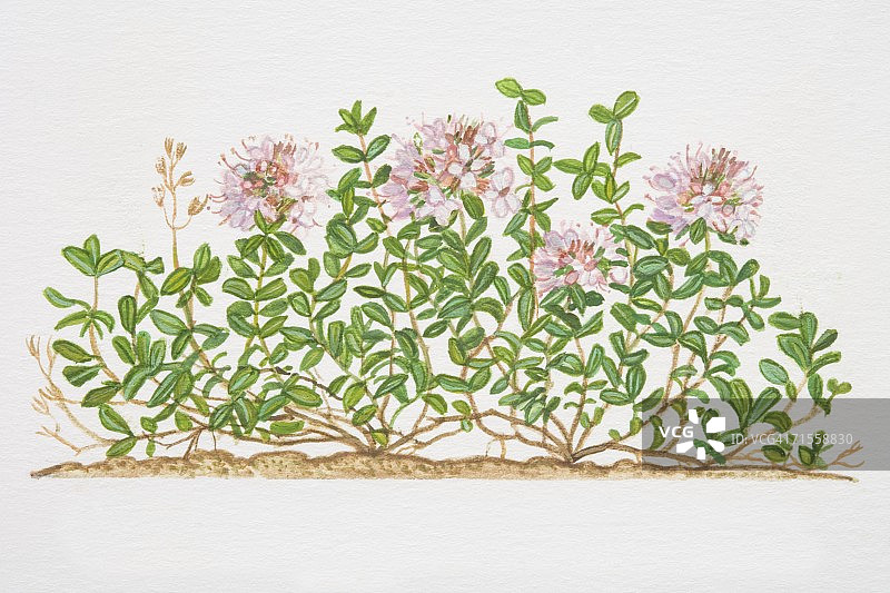 匍匐百里香植物图片素材