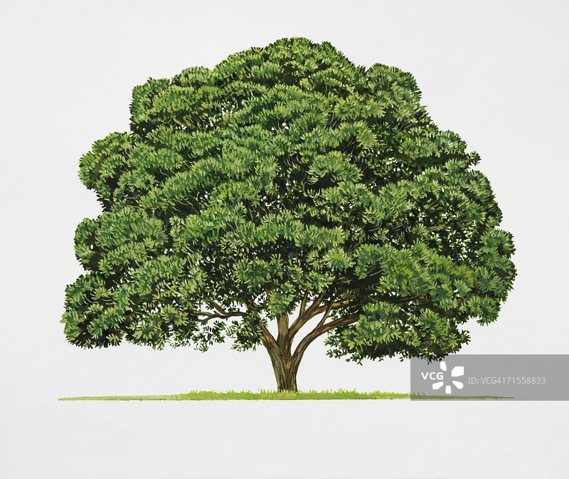 草莓树图片素材
