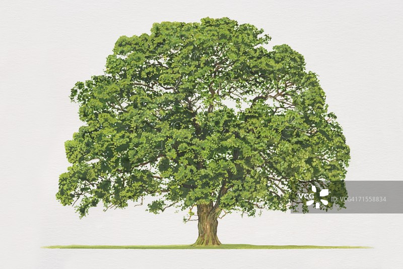 夏栎，普通橡树图片素材