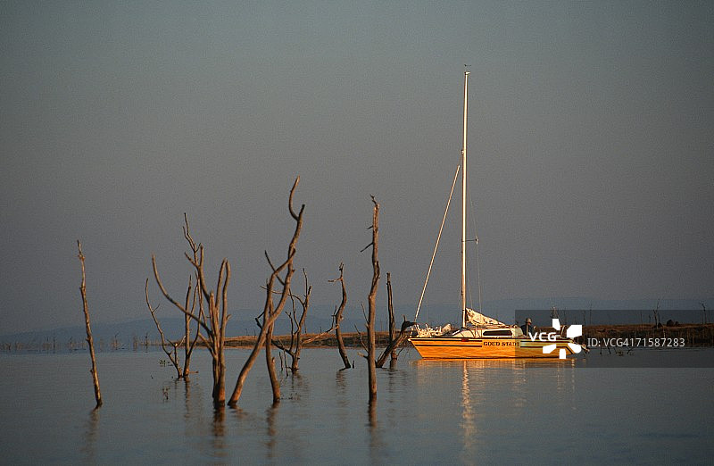 枯树与游艇图片素材