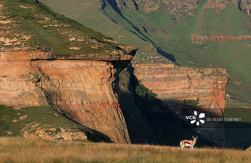 山地景观中的跳羚（Antidorcas marsupialis）图片素材