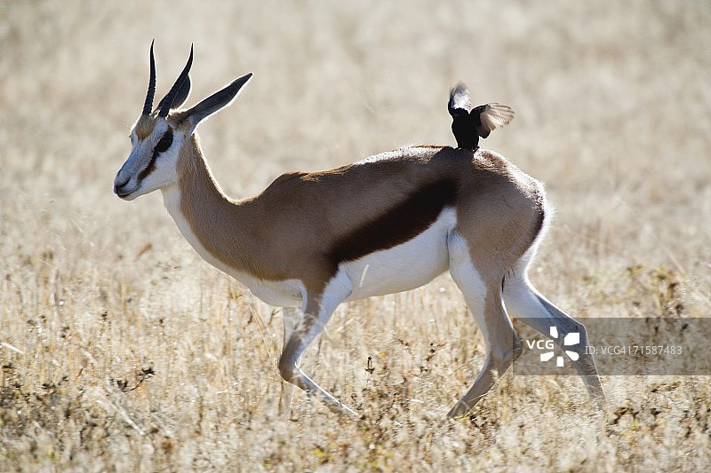 跳羚（Antidorcas marsupialis）与卷尾鸟图片素材