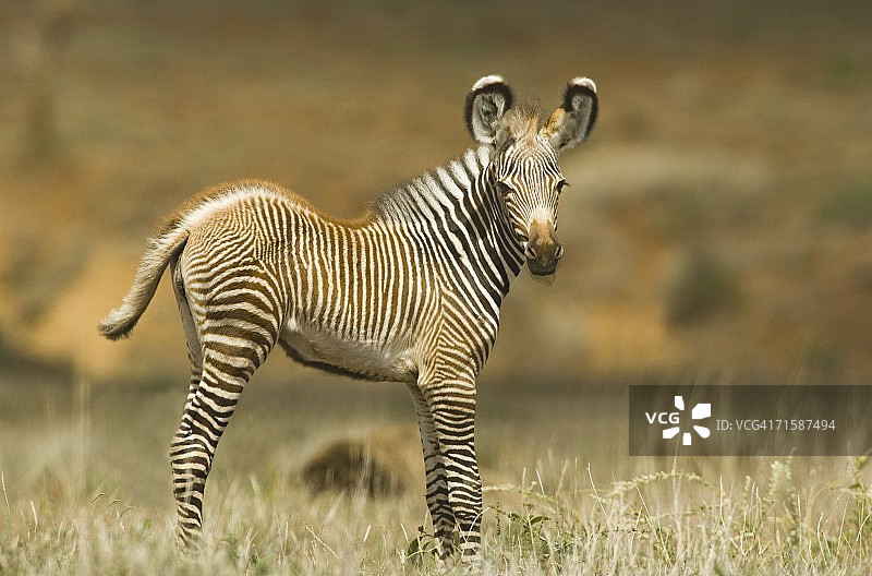 格雷维斑马幼崽的轮廓图片素材