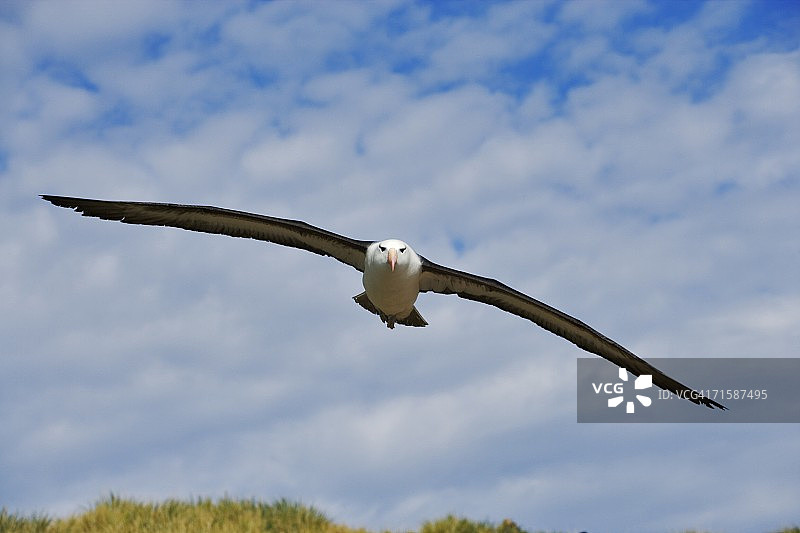 飞翔中的黑眉信天翁肖像（数字合成）图片素材
