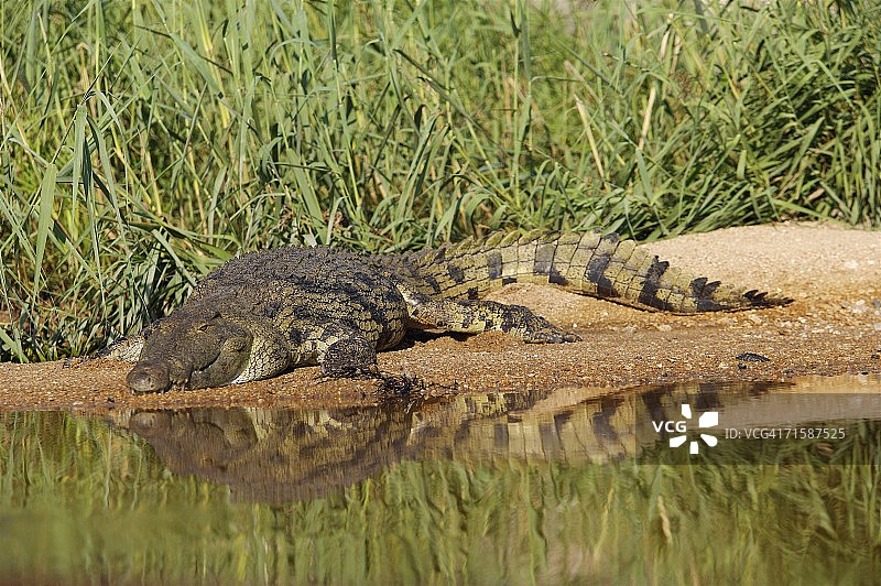 尼罗鳄（Crocodylus niloticus）在河岸上张着嘴图片素材