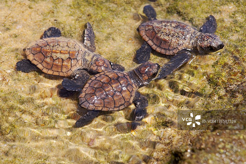 三只 loggerhead 海龟幼崽图片素材