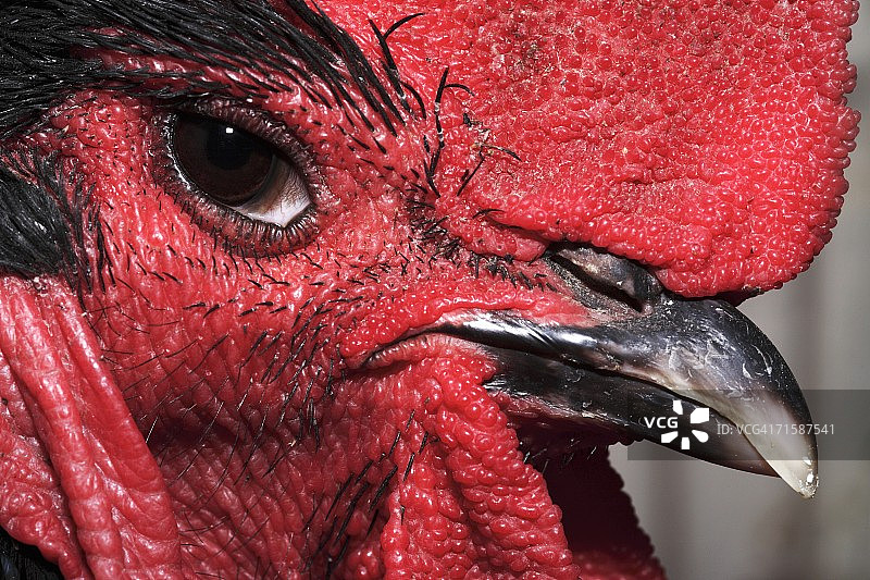 家鸡头部的特写图片素材