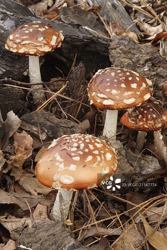 高角度拍摄的野生毒蝇伞（Amanita muscaria）图片素材