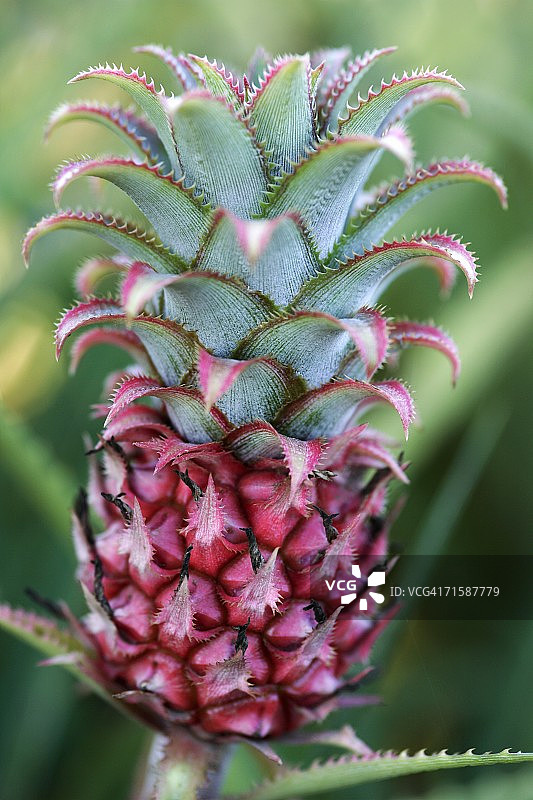 菠萝特写图片素材