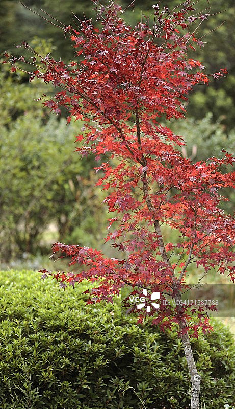 日本枫树的红叶图片素材