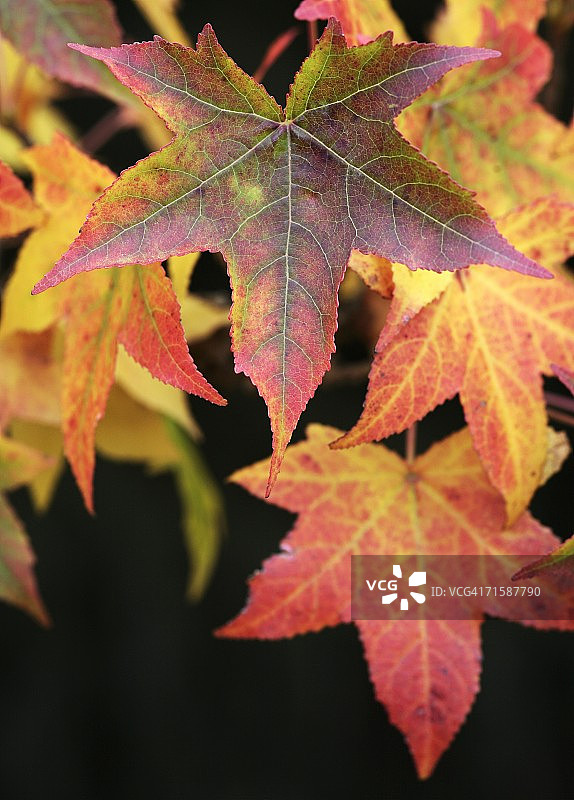日本枫树的红叶图片素材