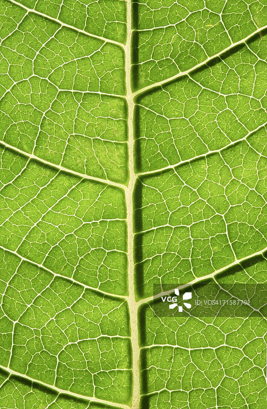 绣球花叶脉特写图片素材