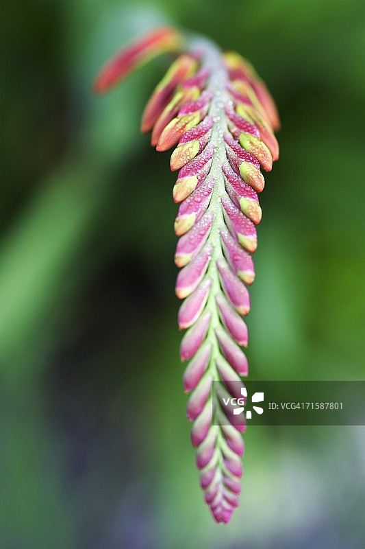 金天鹅（Crocosmia paniculata）嫩芽图片素材