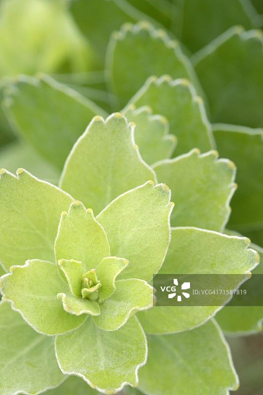 帝王花（白花帝王花）的叶子和花蕾 - 正上方图片素材