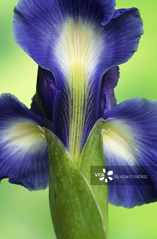 荷兰鸢尾花（Iris xiphium）在绿色背景下的特写图片素材