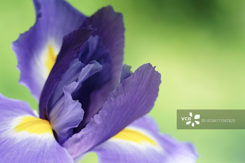 荷兰鸢尾花（Iris xiphium）在绿色背景下的特写图片素材