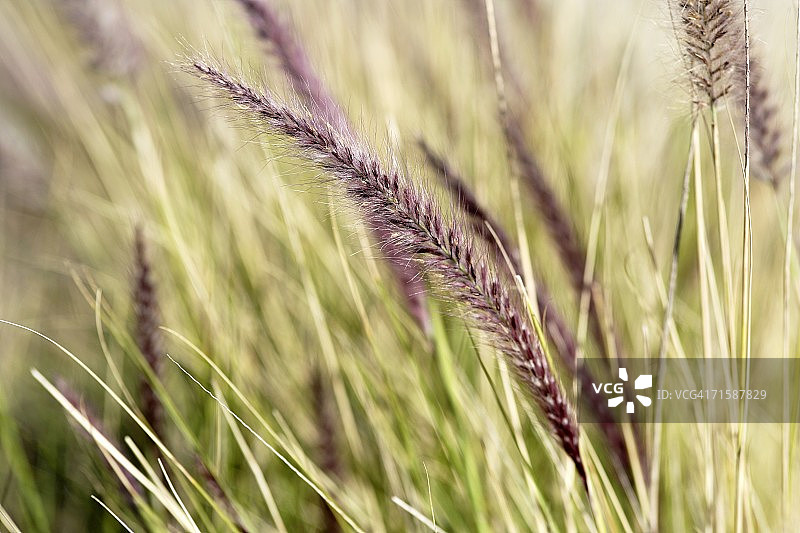 狼尾草（Pennisetum setaceum）- 完整画面图片素材