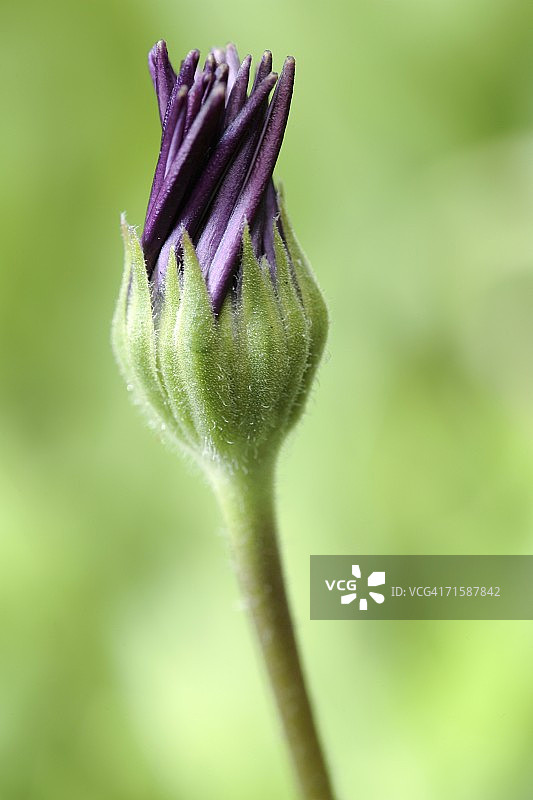绿色背景下的紫色雏菊（Osteospermum jucundum）花蕾特写图片素材