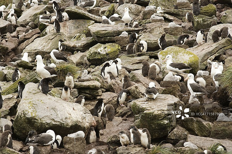 南跳岩企鹅群与黑眉信天翁图片素材