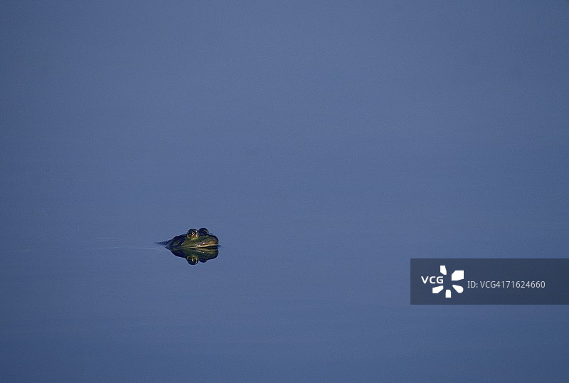 新英格兰池塘里的牛蛙图片素材