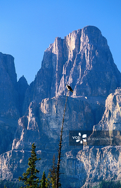 栖息的鹗与加拿大班夫国家公园城堡山图片素材