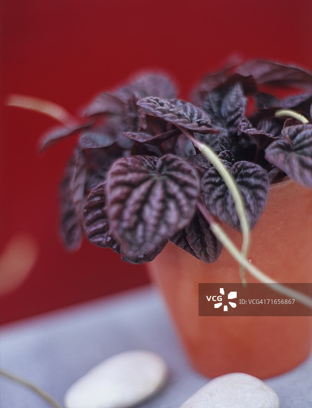 皱叶椒草图片素材