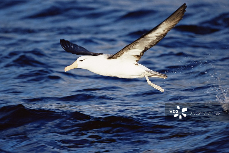 飞翔的黑眉信天翁，智利麦哲伦弗朗西斯科科洛内海洋保护区，巴塔哥尼亚，南美洲图片素材